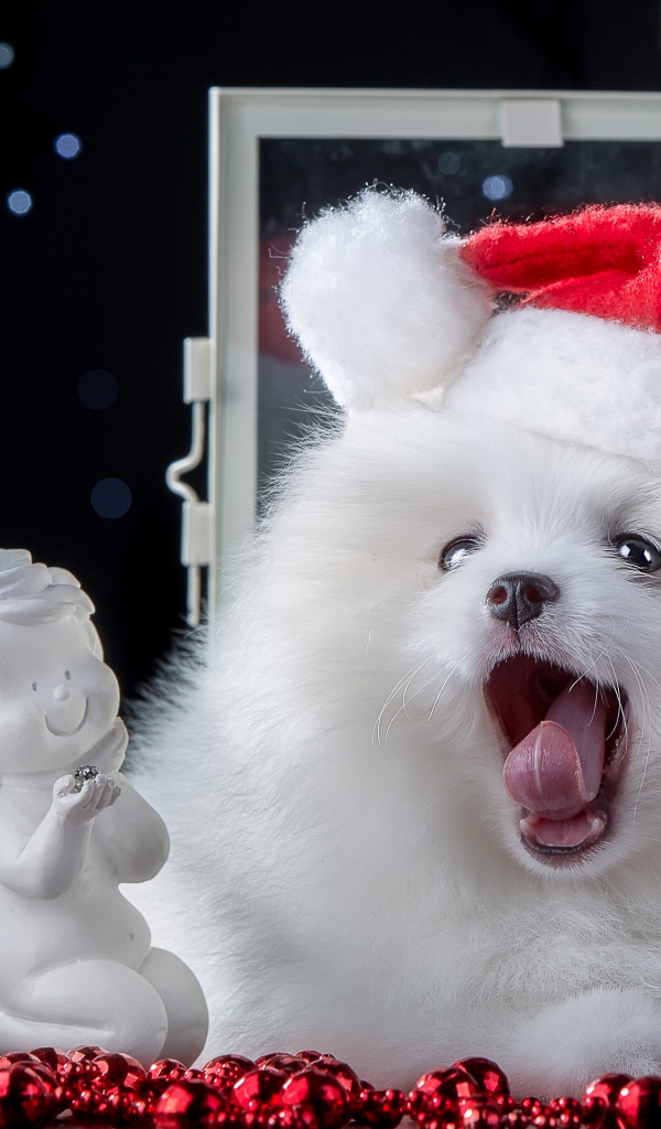 Пушистый белый шпиц с новогодним декором, символ нового года 2018