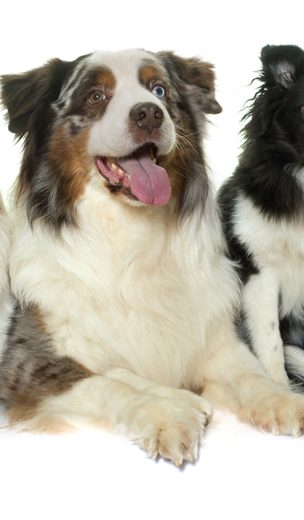 Четыре собаки породы Австралийская овчарка на белом фоне