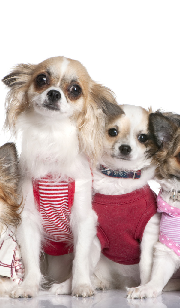 Четыре собаки породы чихуахуа в костюмах на белом фоне