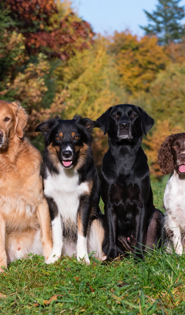Четыре собаки пород Лабрадор, Бордер-колли, Ретривер, Спаниель сидят на  траве