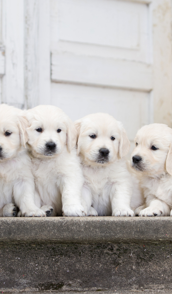 Четыре щенка золотистого ретривера на пороге с цветами бегонии