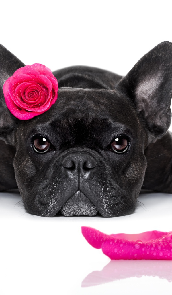 Собака породы французский бульдог с розой на голове 