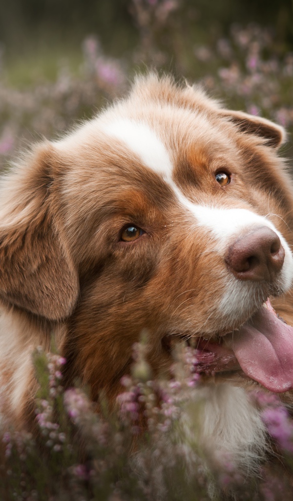 Забавная Австралийская Овчарка с высунутым языком