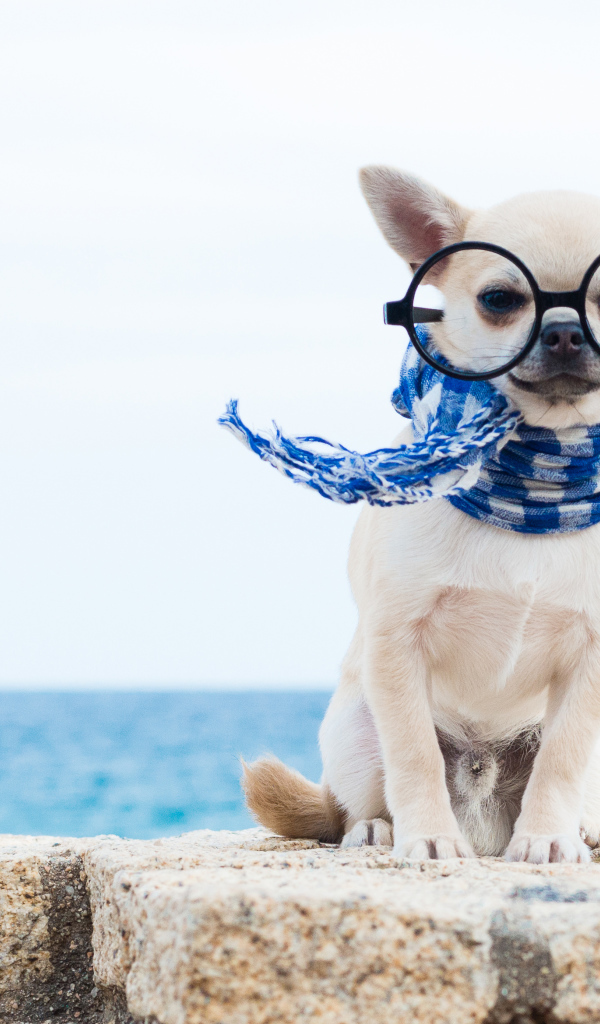 Смешной чихуахуа в больших очках и синем шарфе