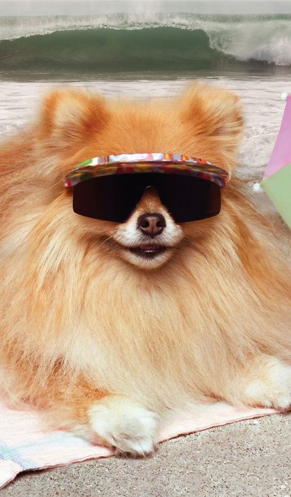 Смешной шпиц в очках загорает на пляже