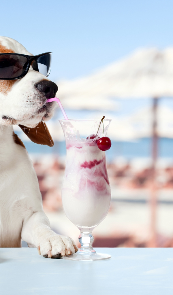 Забавный пес породы бигль в очках пьет коктейль из трубочки