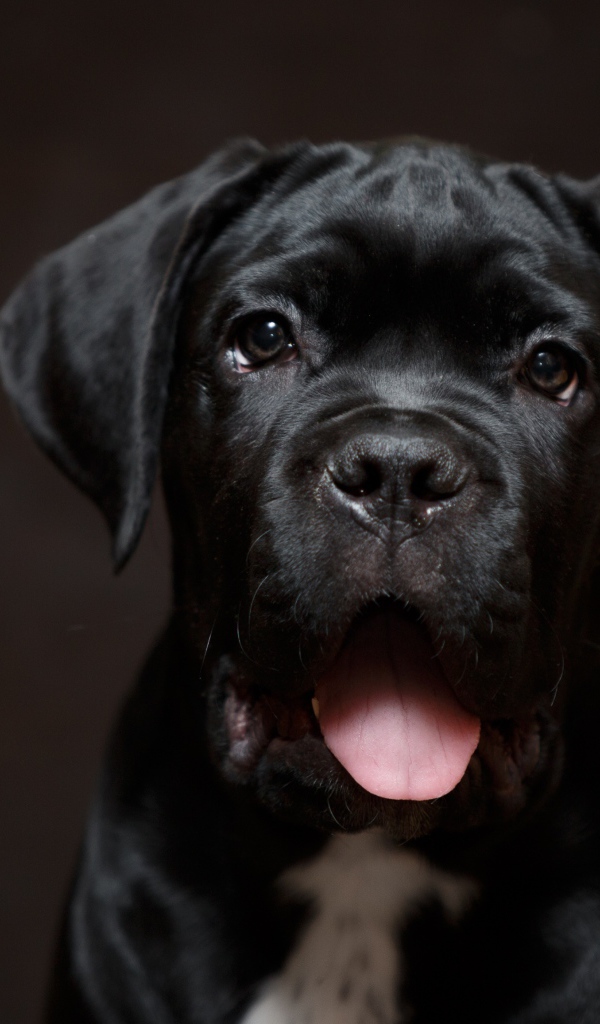 Забавная морда черного щенка 