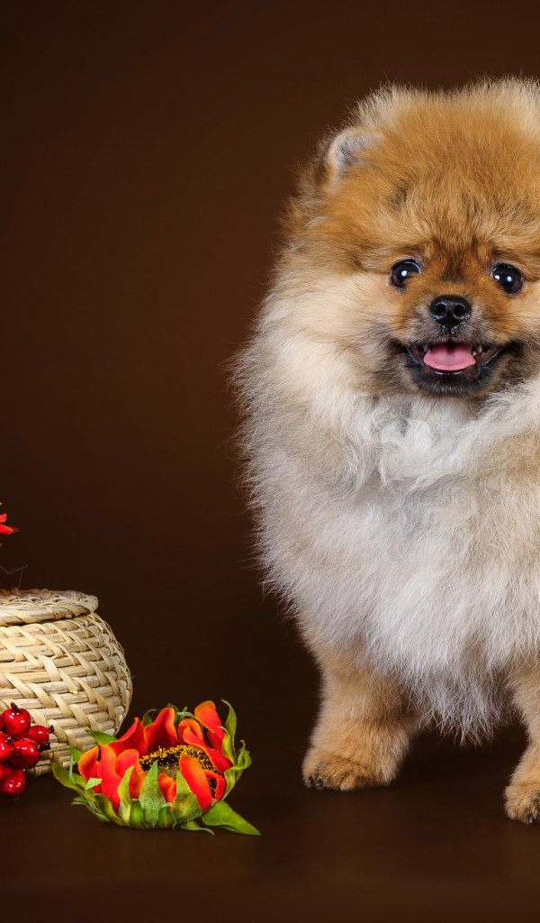 Забавный пушистый шпиц с красными цветами