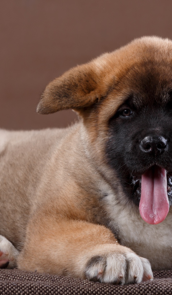 Забавный маленький щенок акита - ину  с высунутым языком