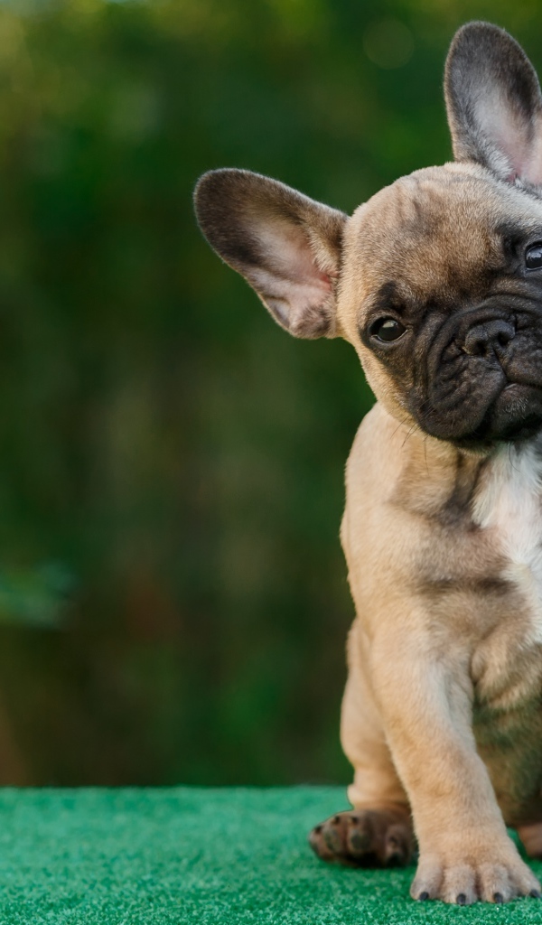 Забавный щенок французского бульдога с игрушкой