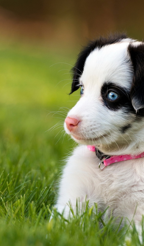 Забавный щенок с голубыми глазами сидит в зеленой траве