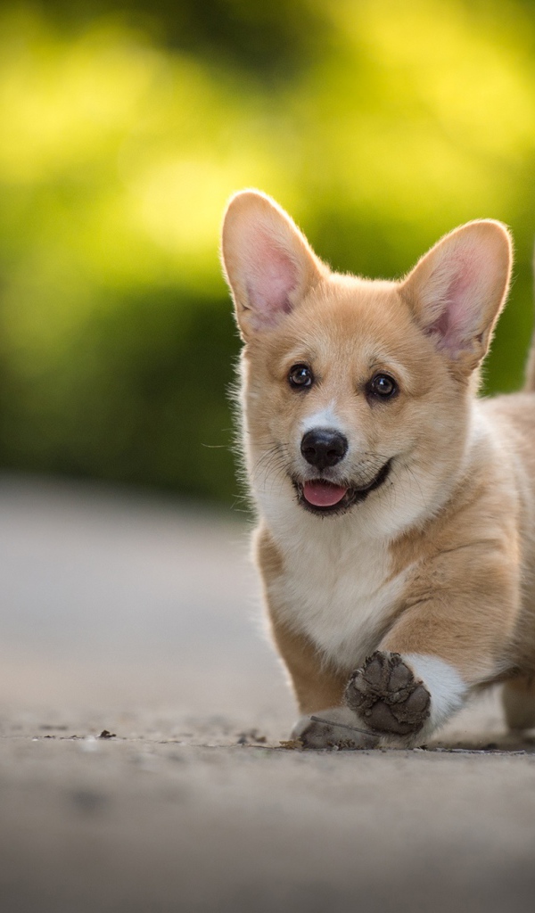 Забавный щенок вельш корги с высунутым языком