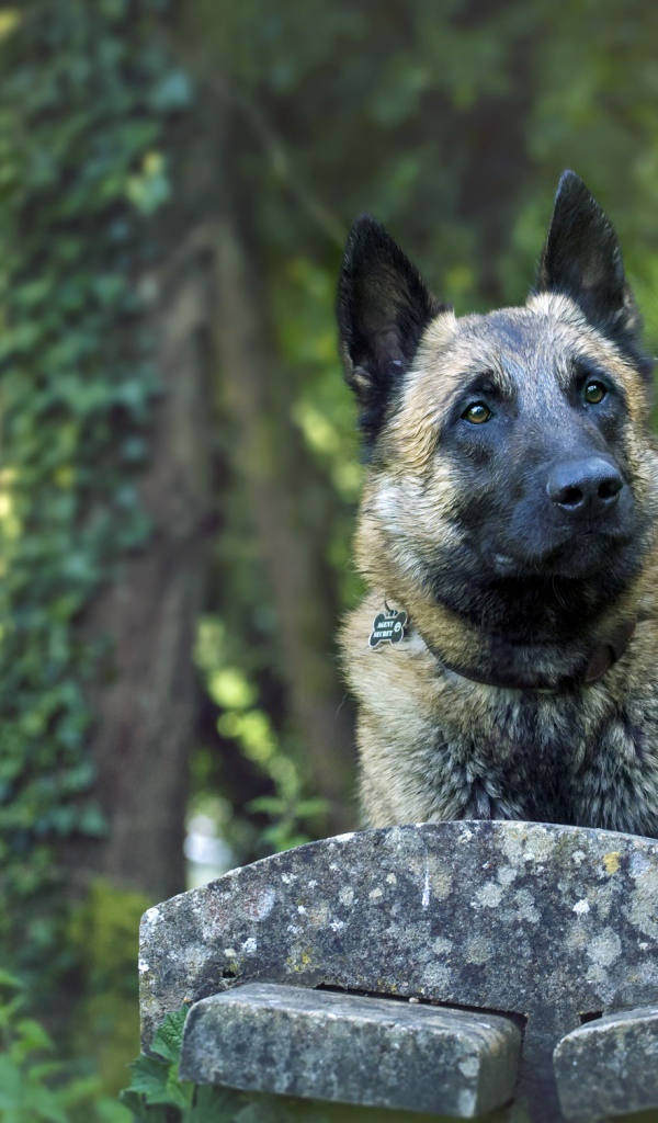 Собака породы немецкая овчарка на лавке 