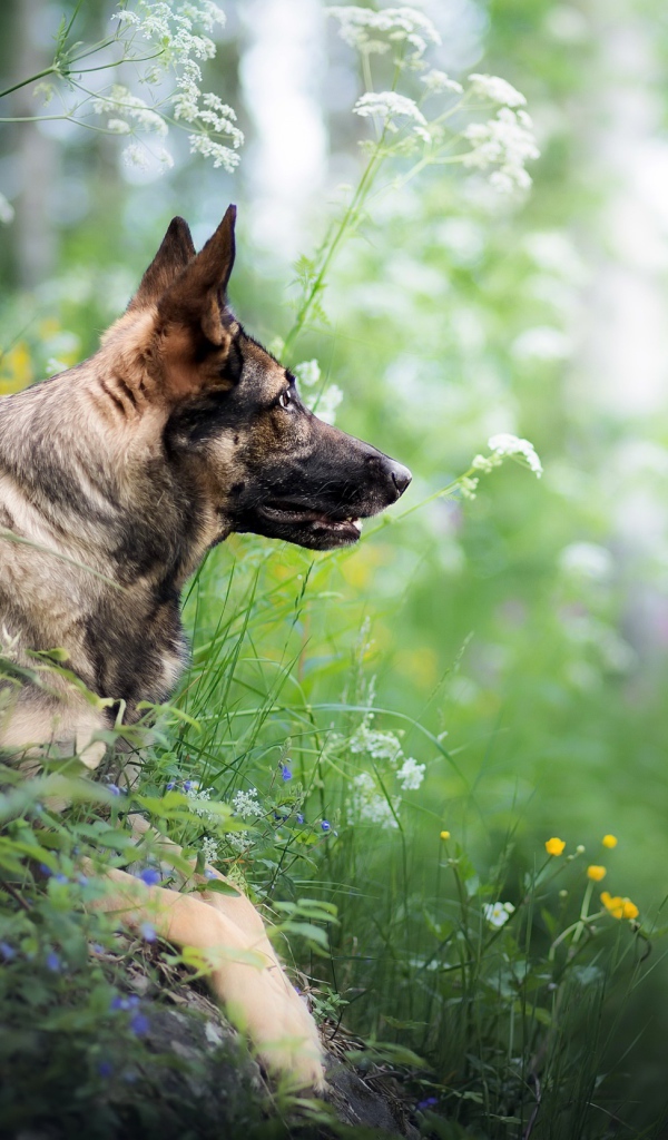 Немецкая овчарка сидит в засаде в зеленой траве