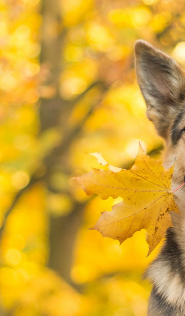 Собака породы немецкая овчарка с желтым осенним листом в зубах