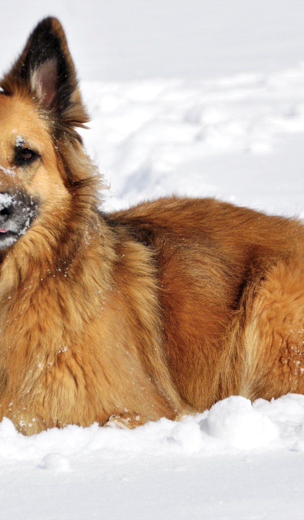Немецкая Овчарка лежит на снегу зимой