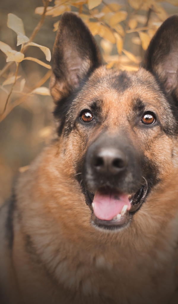 Немецкая овчарка с открытым ртом  смотрит на хозяина