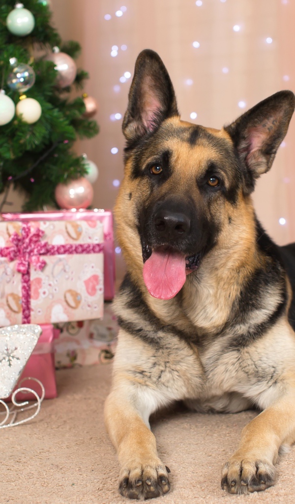 Немецкая овчарка с высунутым языком под елкой, С Новым 2018 годом собаки 