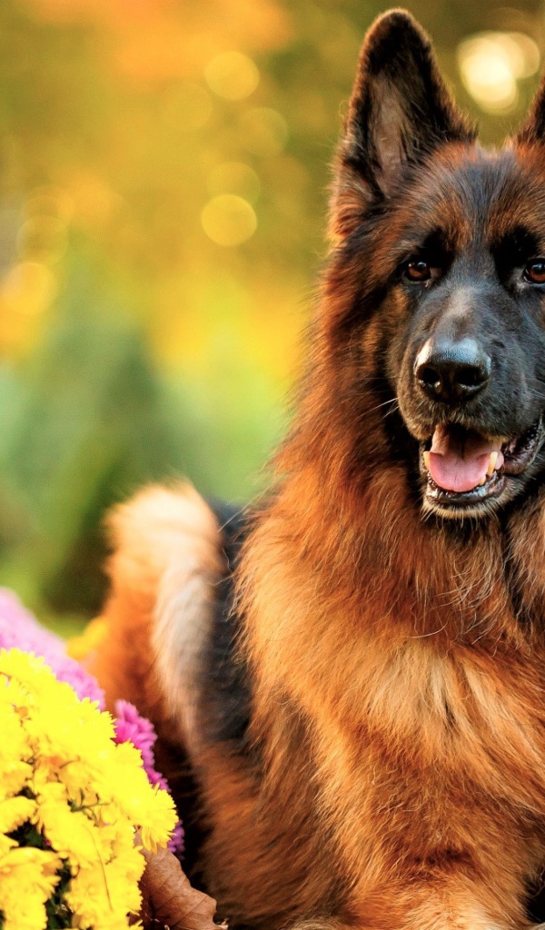Немецкая овчарка с высунутым языком с кустами хризантем