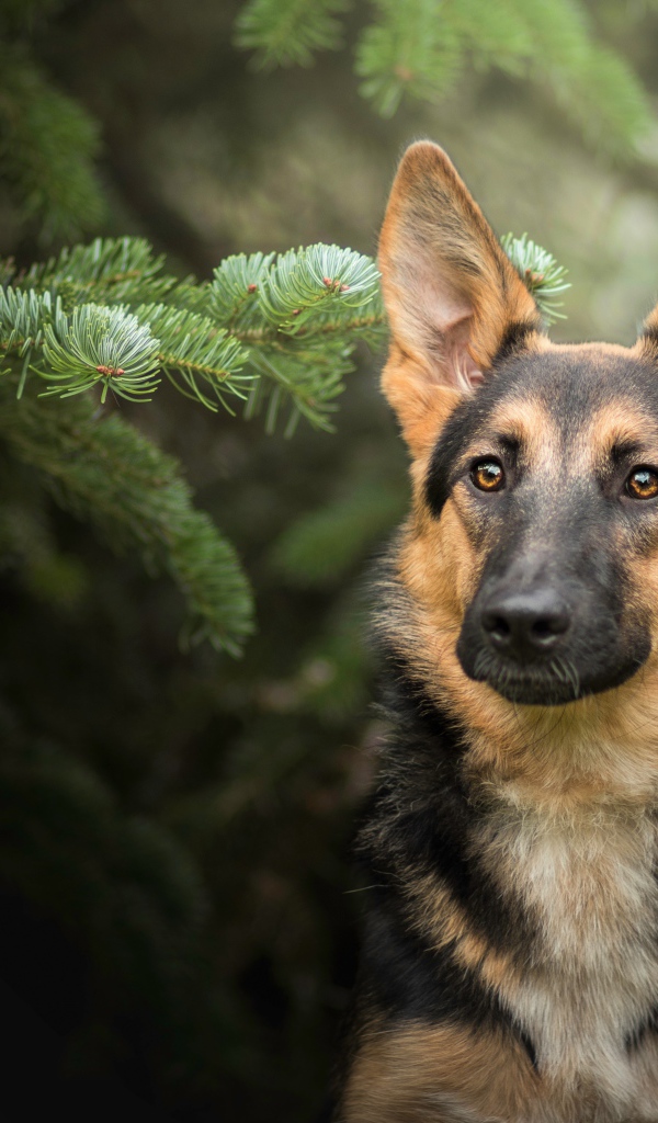 Немецкая овчарка сидит в зеленых ветках ели