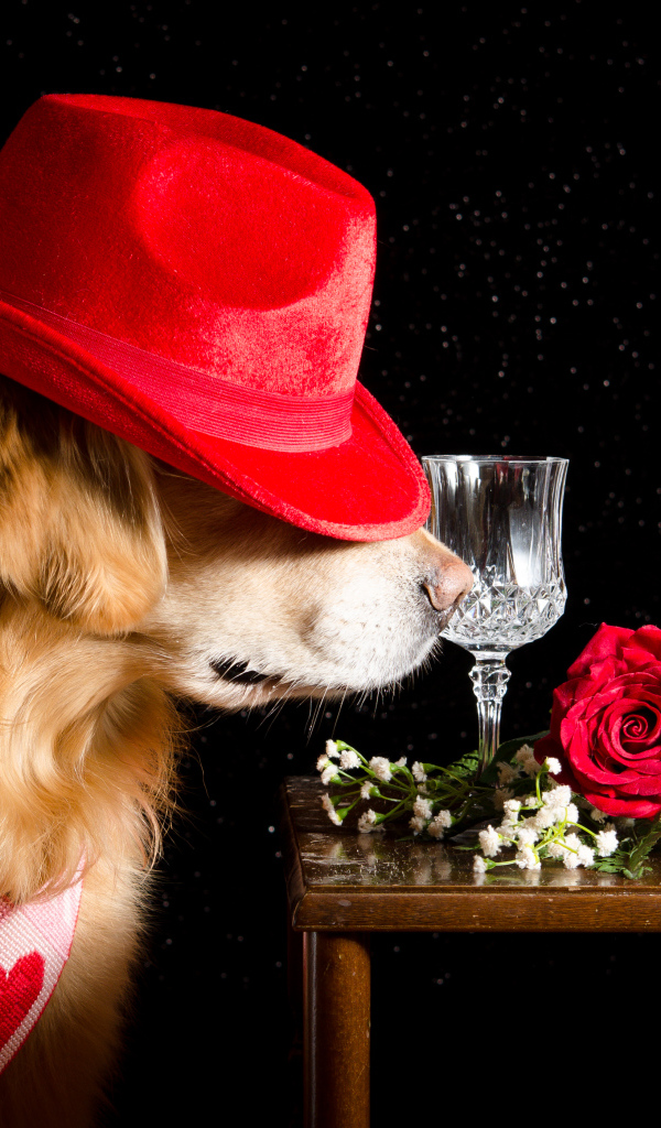 Золотистый ретривер в красной шляпе у стола