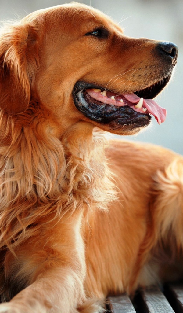Добрый золотистый ретривер с высунутым языком 