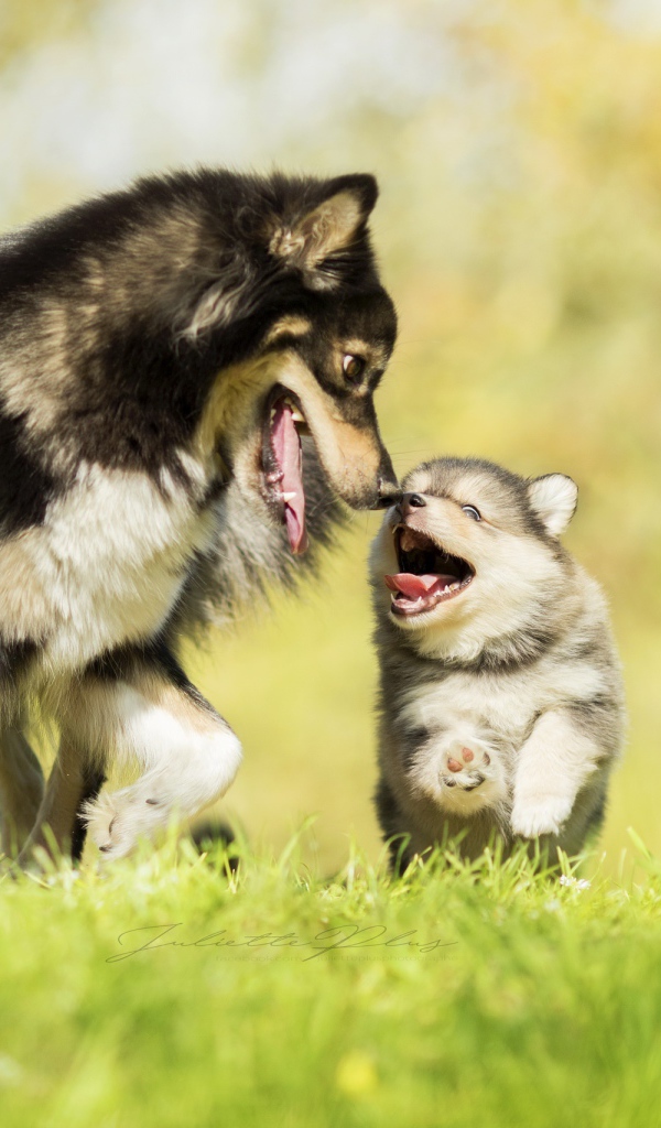 Серая большая собака с веселым маленьким щенком 