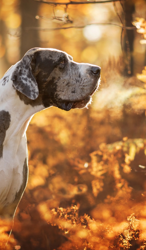 Большой Немецкий дог гуляет в осеннем лесу