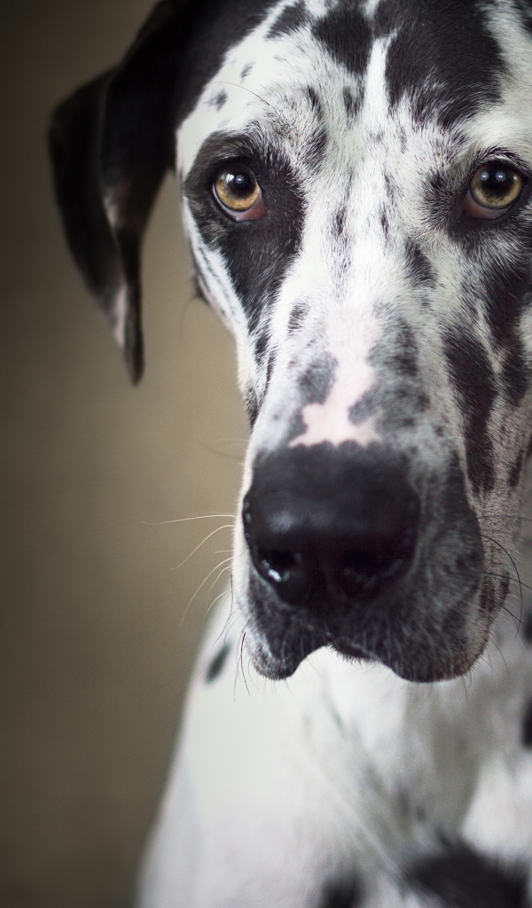 Большой немецкий дог с грустной мордой