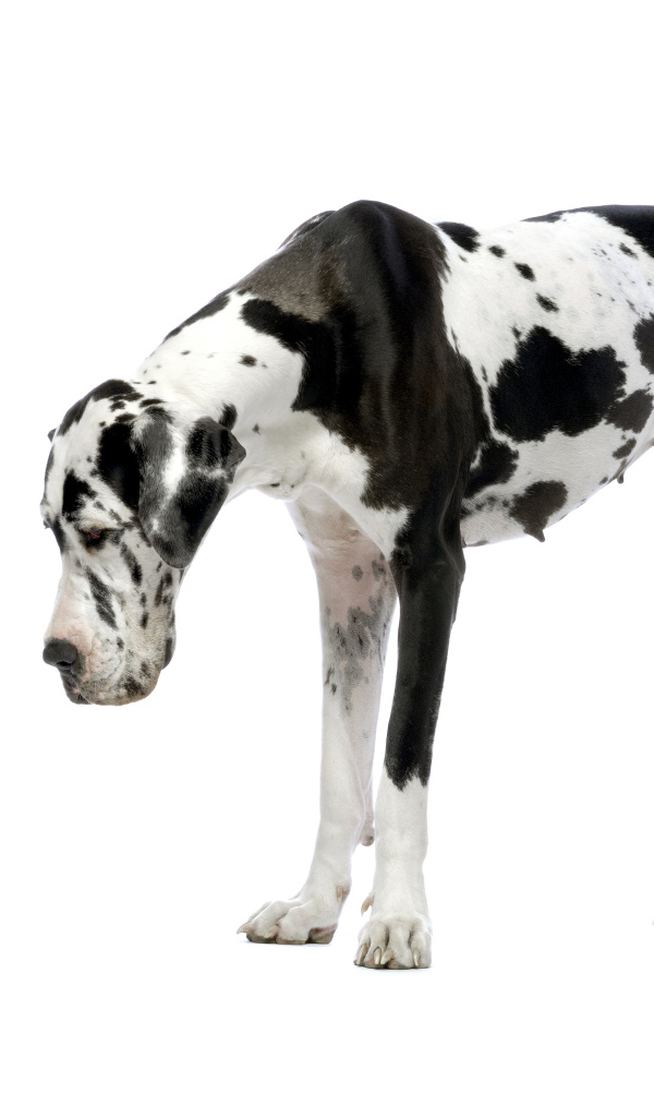 Большой английский дог и щенок чихуахуа на белом фоне