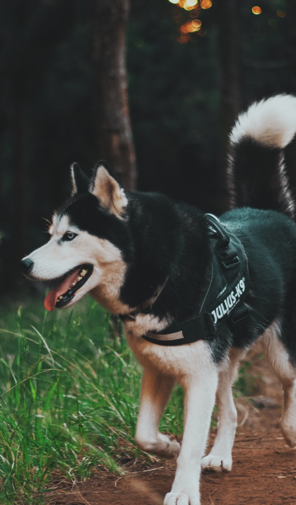 Собака породы хаски на прогулке