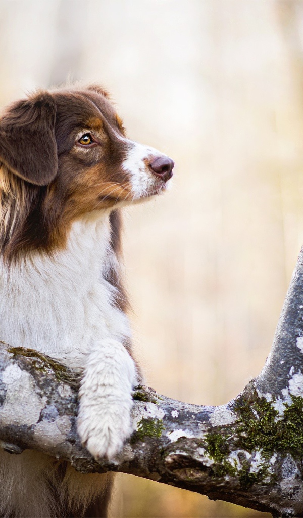 Заинтересованный взгляд собаки породы австралийская овчарка
