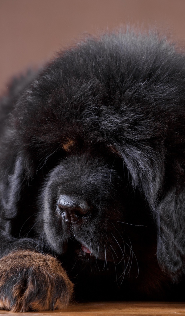 Большой пушистый черный щенок тибетского мастифа