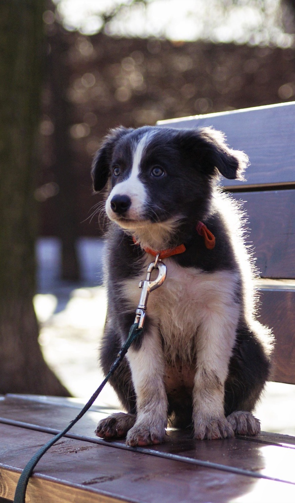 Маленький щенок бордер - колли сидит на лавочке