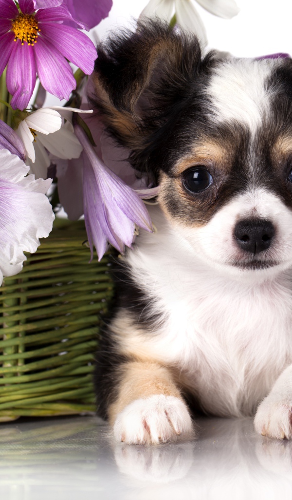 Маленький щенок чихуахуа с корзиной цветов космеи