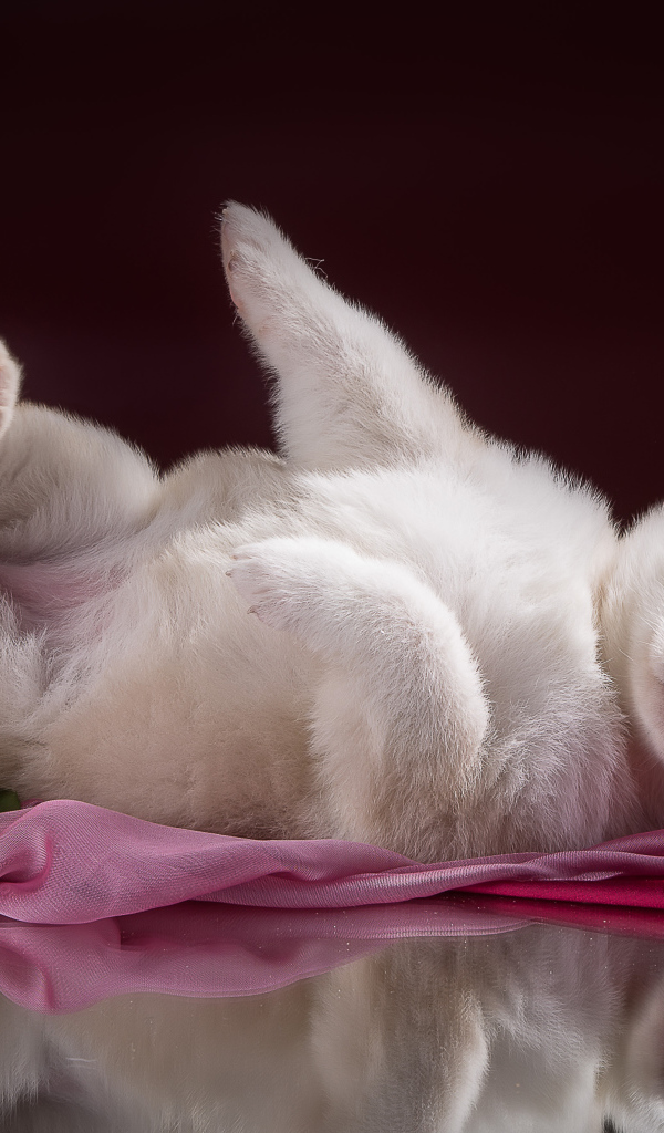 Маленький милый щенок хаски на розовом покрывале 