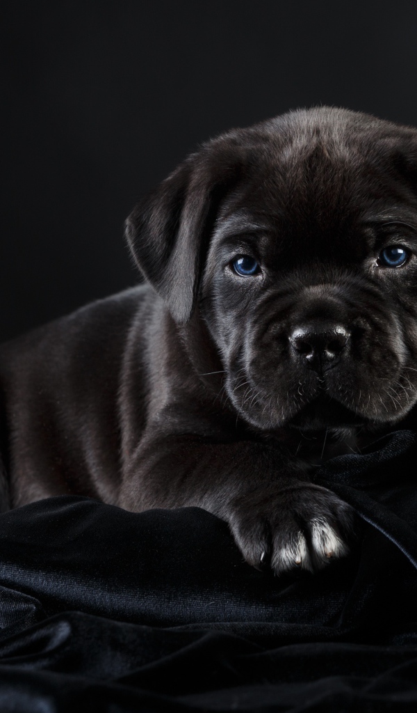 Маленький черный голубоглазый щенок породы Кане корсо на черном фоне