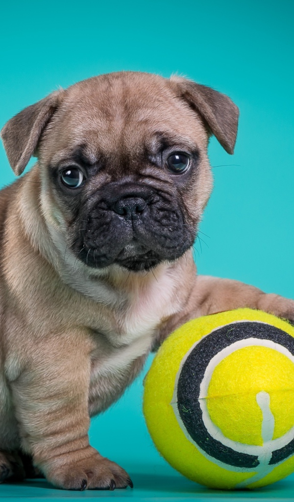 Маленький щенок бульдога с мячиком на голубом фоне