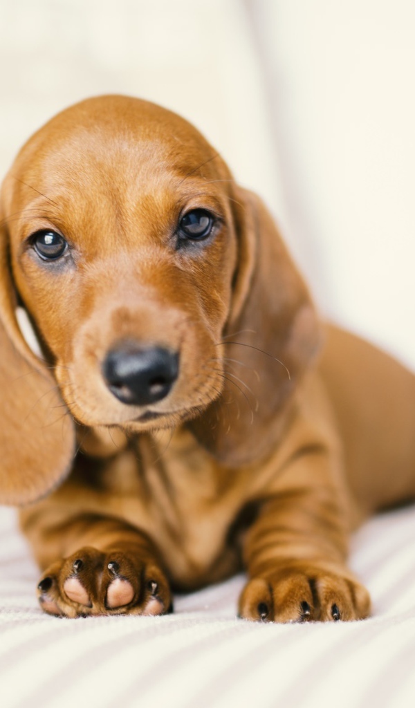 Маленький забавный щенок таксы на белом фоне 