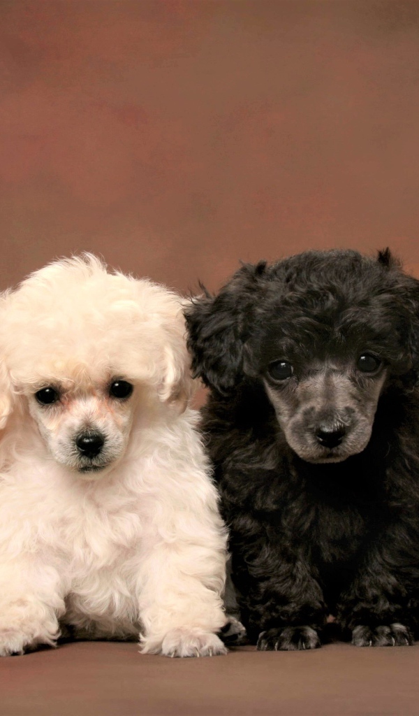 Маленькие забавные щенки пуделя