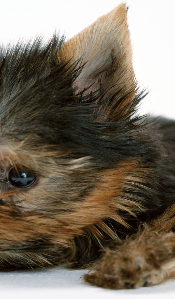 Маленький забавный щенок йоркширского терьера на белом фоне