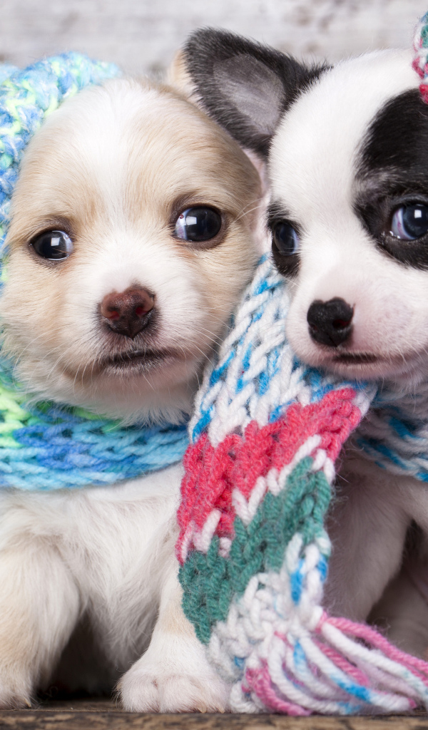 Маленькие щенята в забавных вязаных шапках 