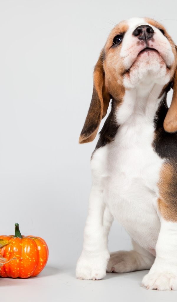 Маленький щенок бигля позирует на сером фоне