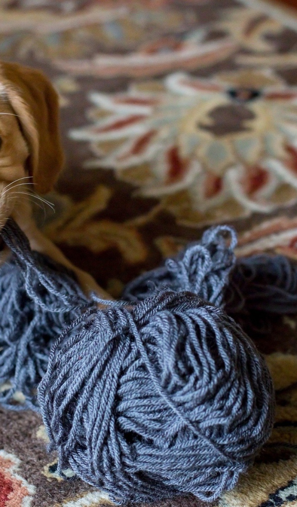 Маленький щенок грызет нитки 