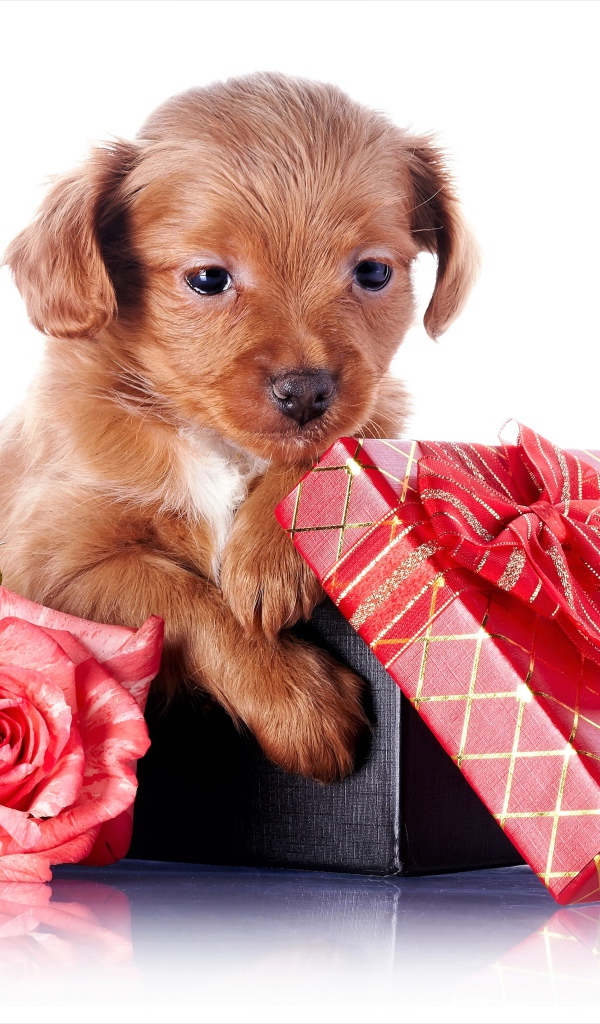 Маленький щенок в подарочной коробке с розой на белом фоне