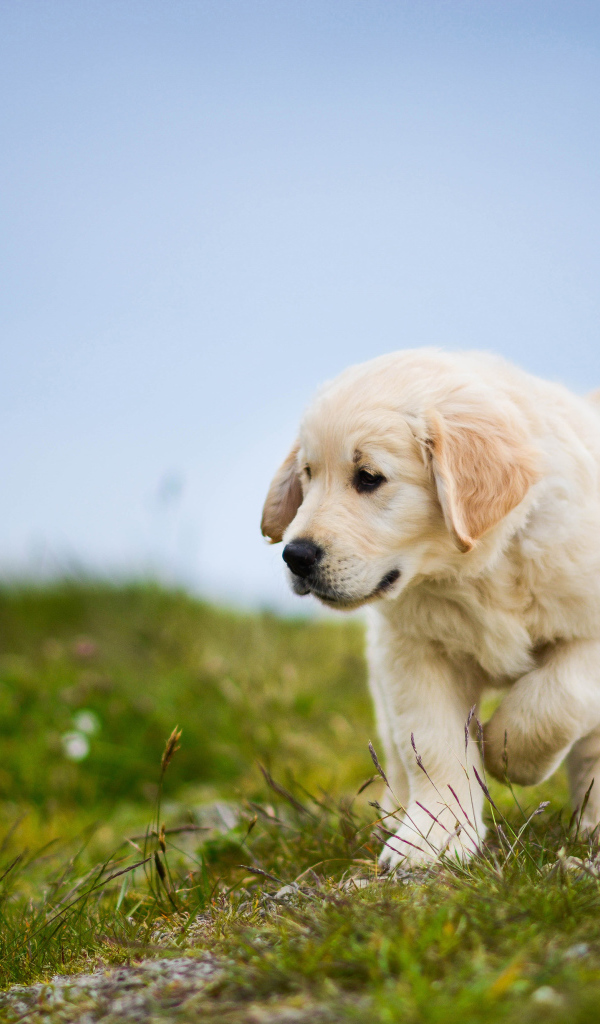 Маленький щенок золотистого ретривера идет по зеленой траве
