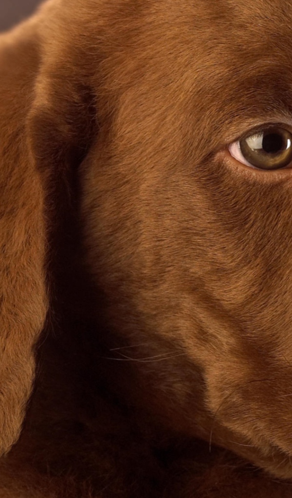 Маленький грустный коричневый  щенок лабрадора 