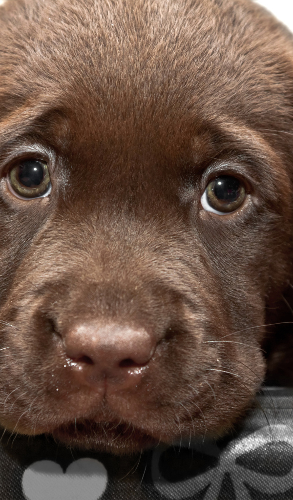 Маленький грустный коричневый щенок ретривера