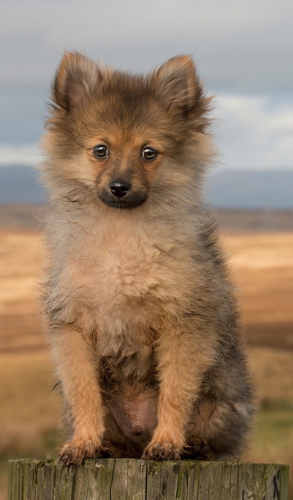 Одинокий маленький щенок на пне 