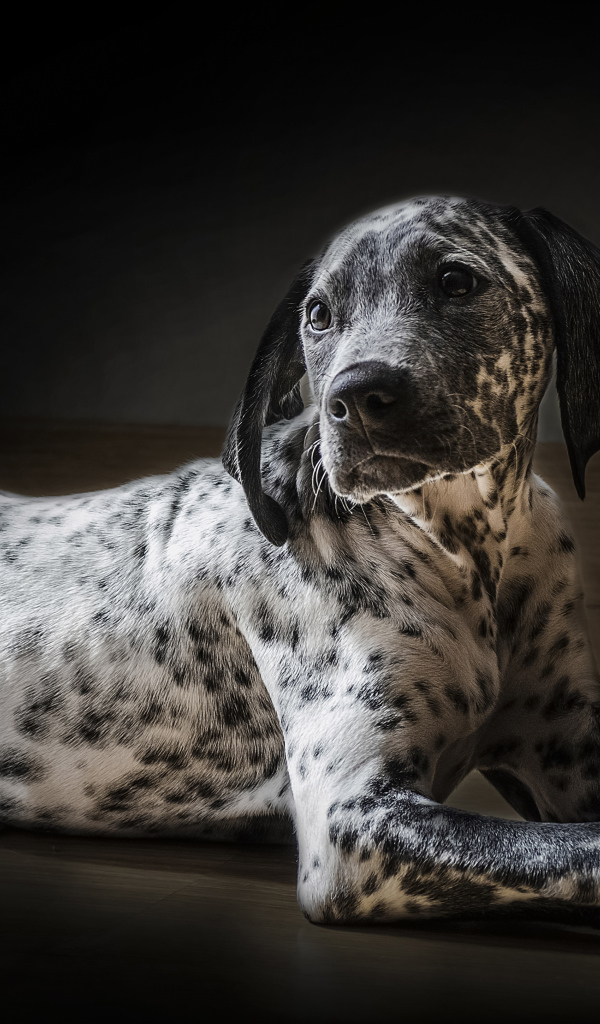Лежащий щенок далматин на черном фоне